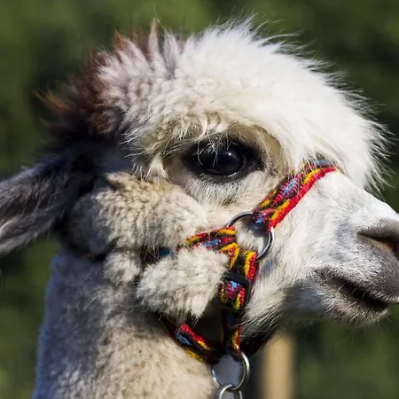 Przystanek * Drzewina