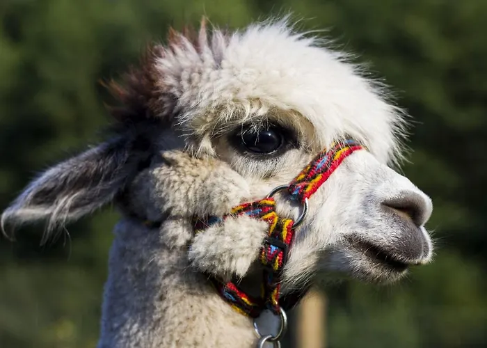 Przystanek * Drzewina