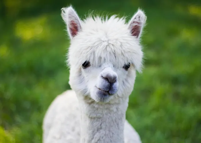 Przystanek Orman Evi *